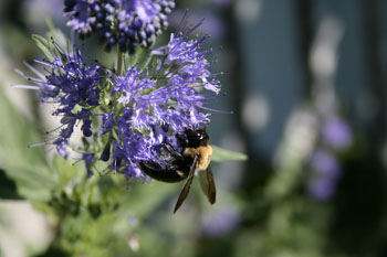 Caryopteris with carpenter bee